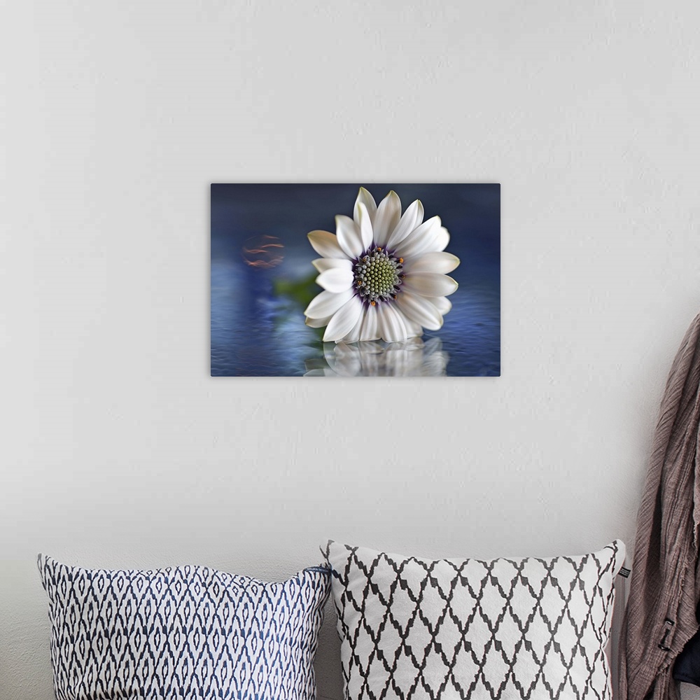 A bohemian room featuring A macro photograph of a white flower sitting in shallow water.