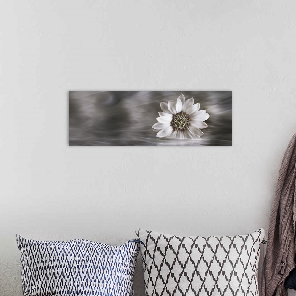 A bohemian room featuring Panoramic of a single white flower resting in water.