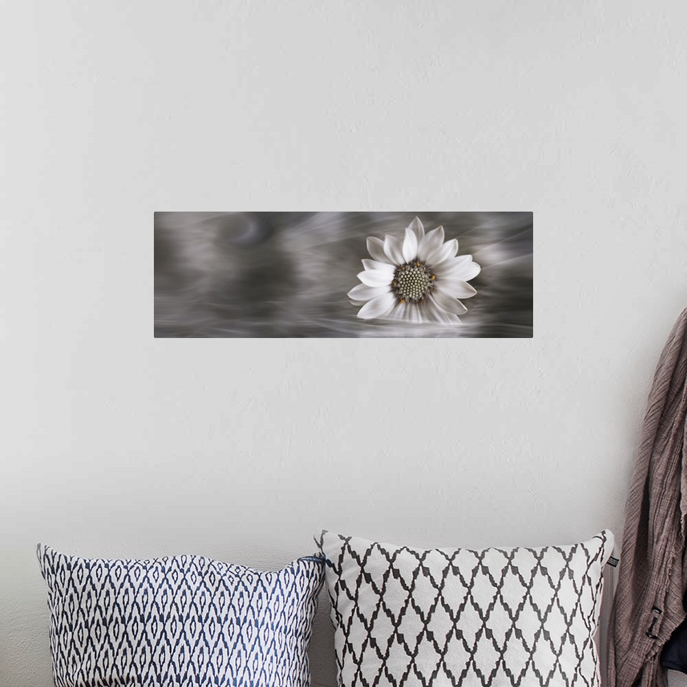 A bohemian room featuring Panoramic of a single white flower resting in water.