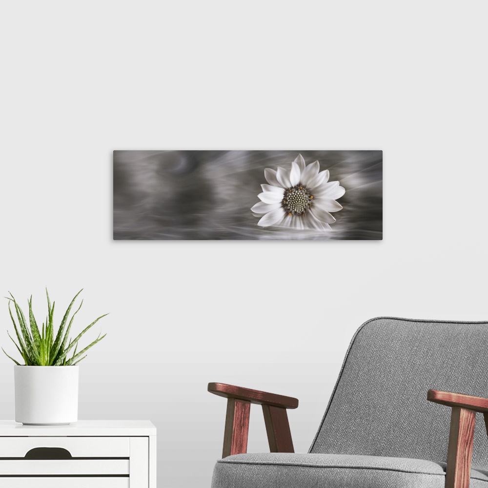 A modern room featuring Panoramic of a single white flower resting in water.