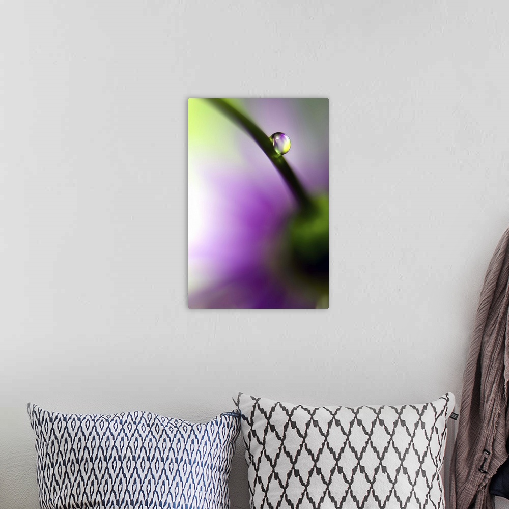 A bohemian room featuring A macro photograph of a water droplet resting on the stem of a flower.