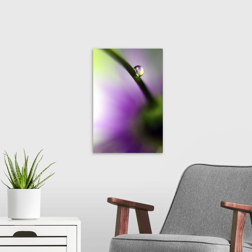 A modern room featuring A macro photograph of a water droplet resting on the stem of a flower.