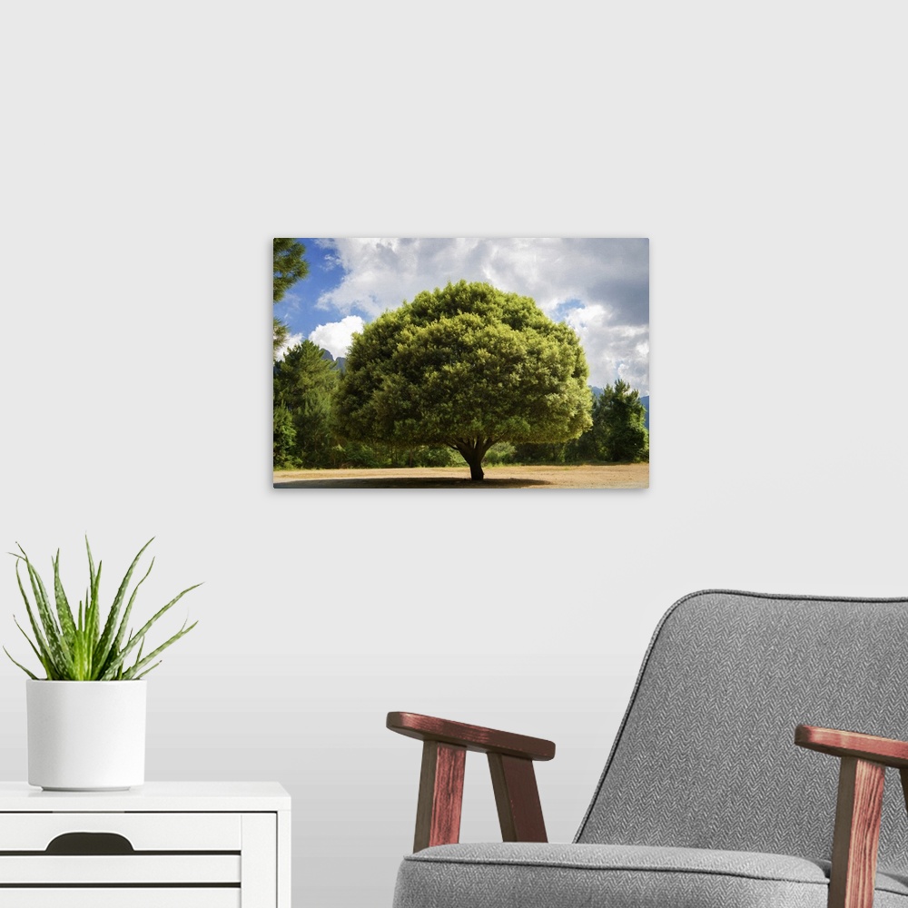 A modern room featuring A photograph of a lone tree standing in a clearing in the countryside.