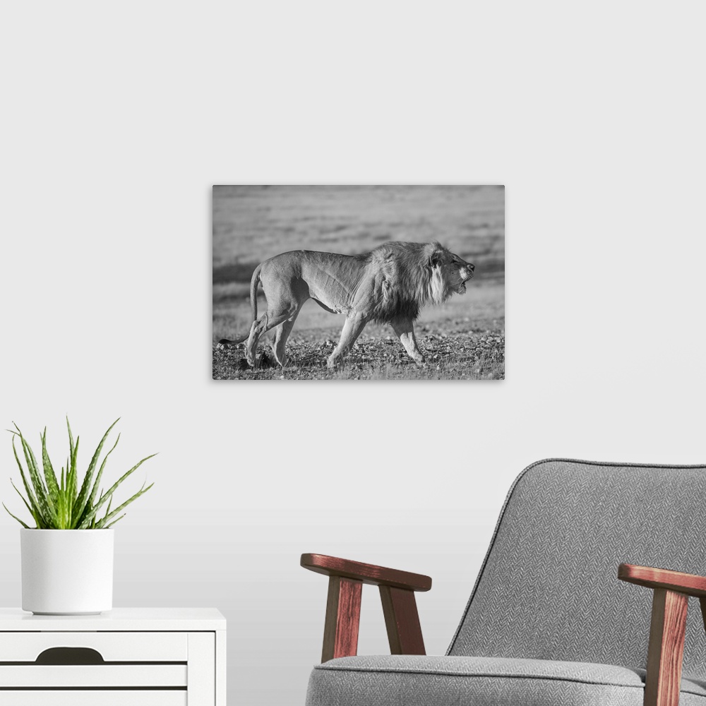 A modern room featuring A lion roars whilst patroling his territory.