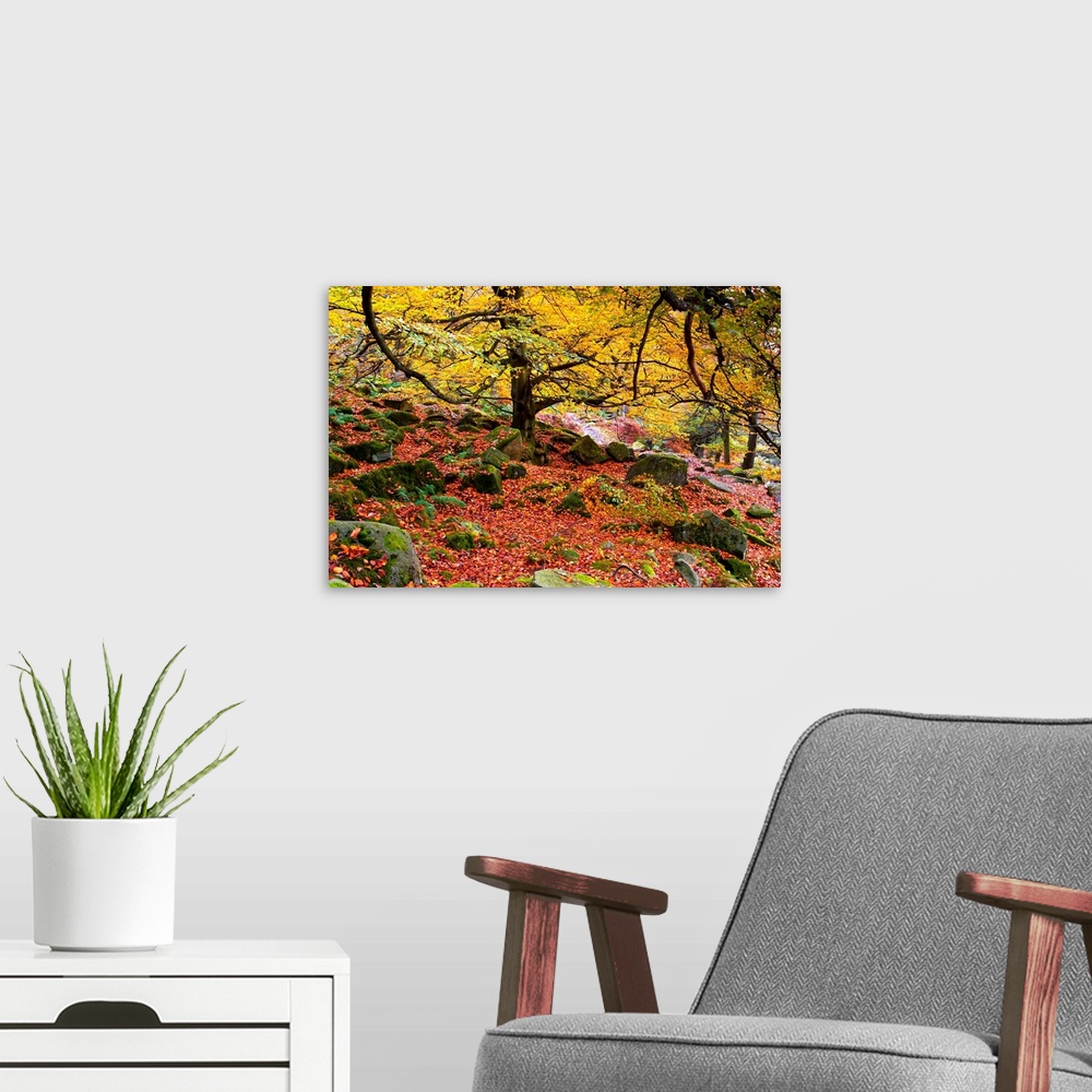 A modern room featuring A beautiful autumn woodland with golden leaves and moss covered rocks beneath the trees.
