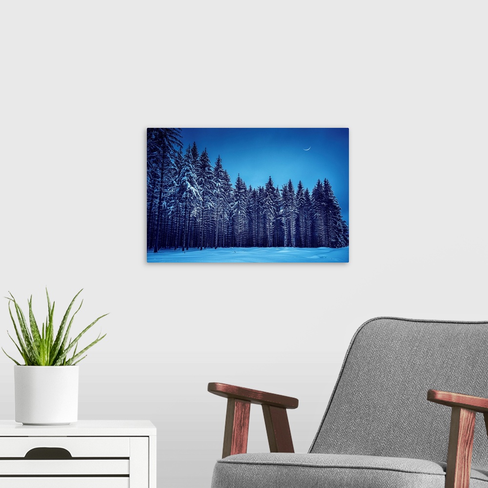 A modern room featuring Fir trees in a blue winter atmosphere