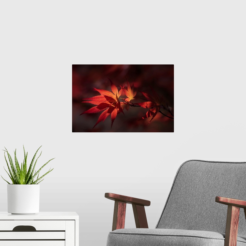 A modern room featuring Red maple leaves close up on black background