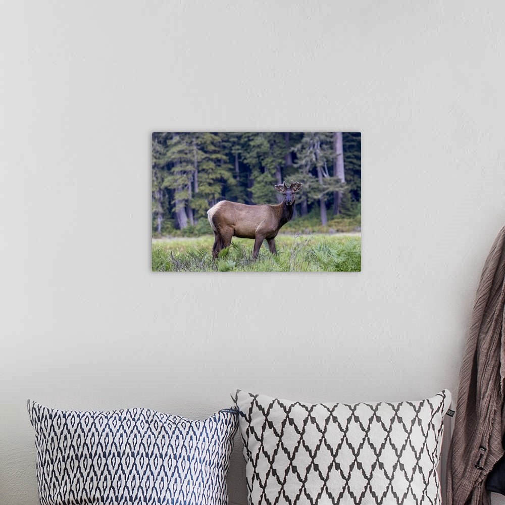A bohemian room featuring USA, California, Young Roosevelt elk bull in velvet (Cervus canadensis roosevelti)