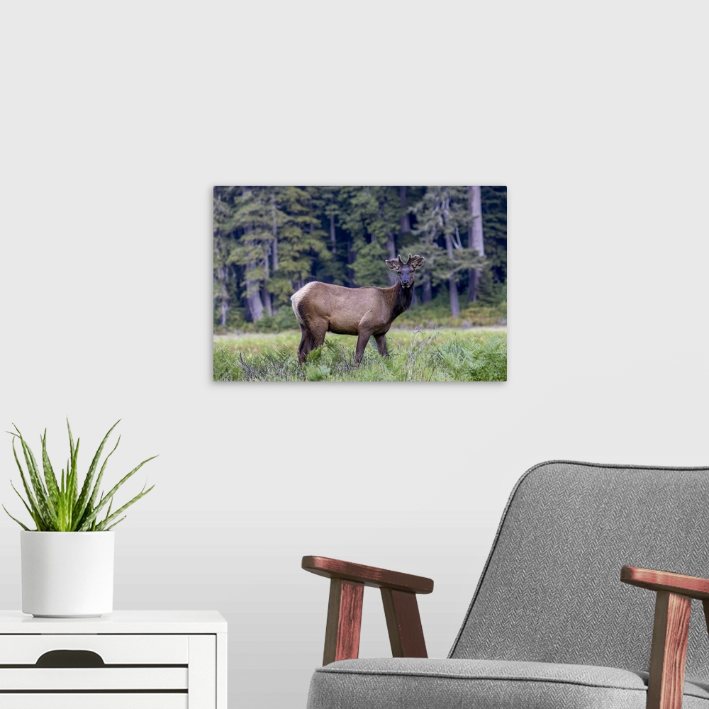A modern room featuring USA, California, Young Roosevelt elk bull in velvet (Cervus canadensis roosevelti)