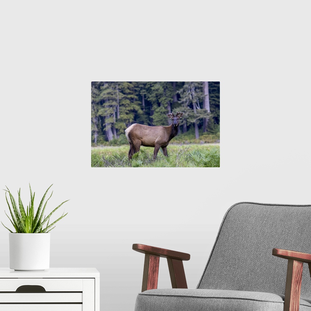 A modern room featuring USA, California, Young Roosevelt elk bull in velvet (Cervus canadensis roosevelti)