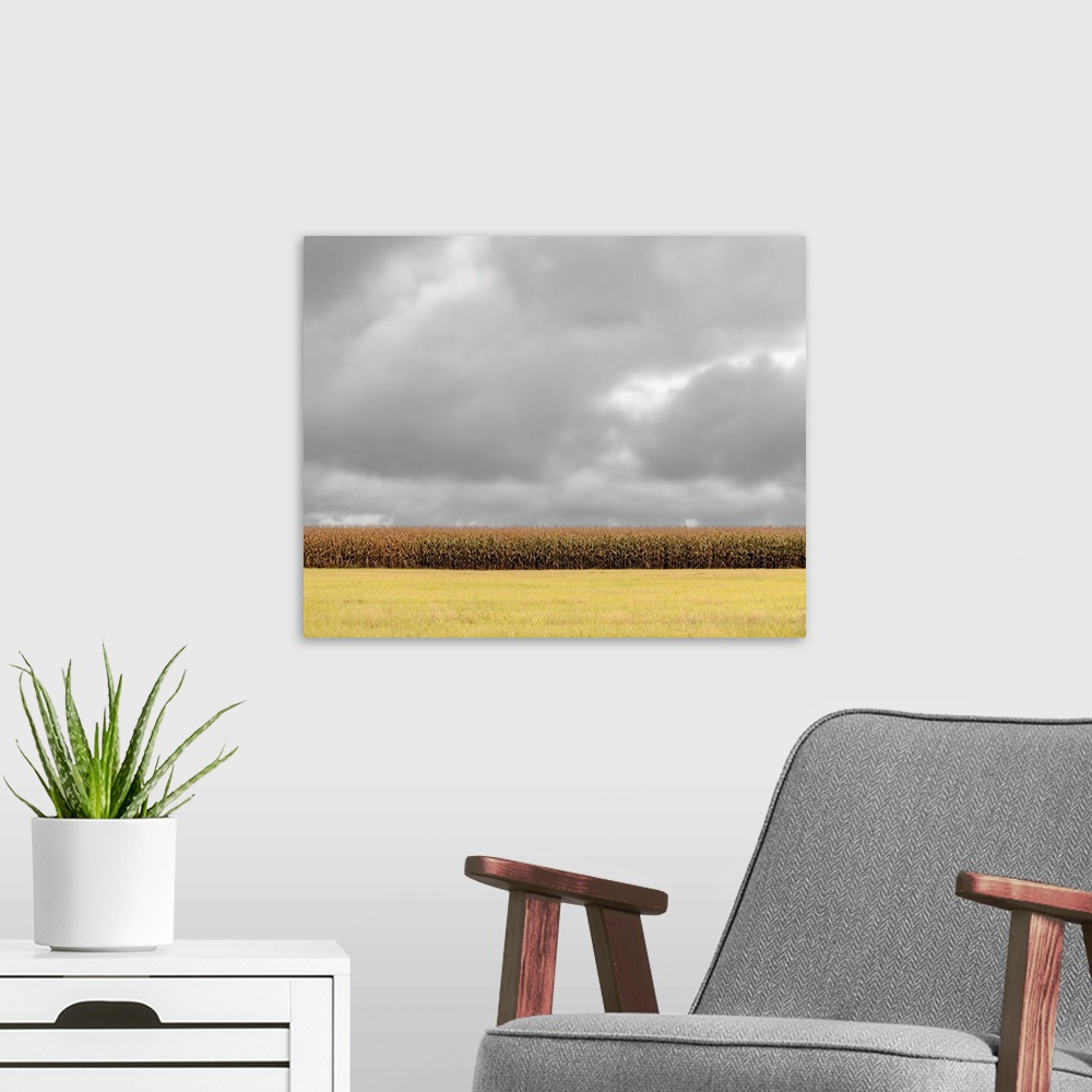 A modern room featuring Field of corn under grey overcast skies.