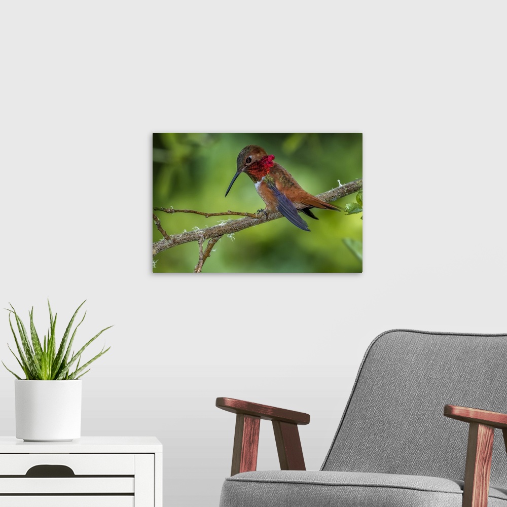A modern room featuring Rufus Hummingbird