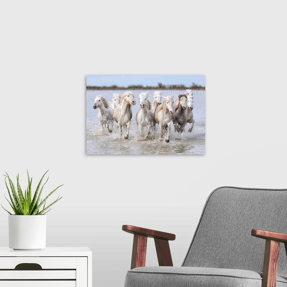A modern room featuring Running wild horses