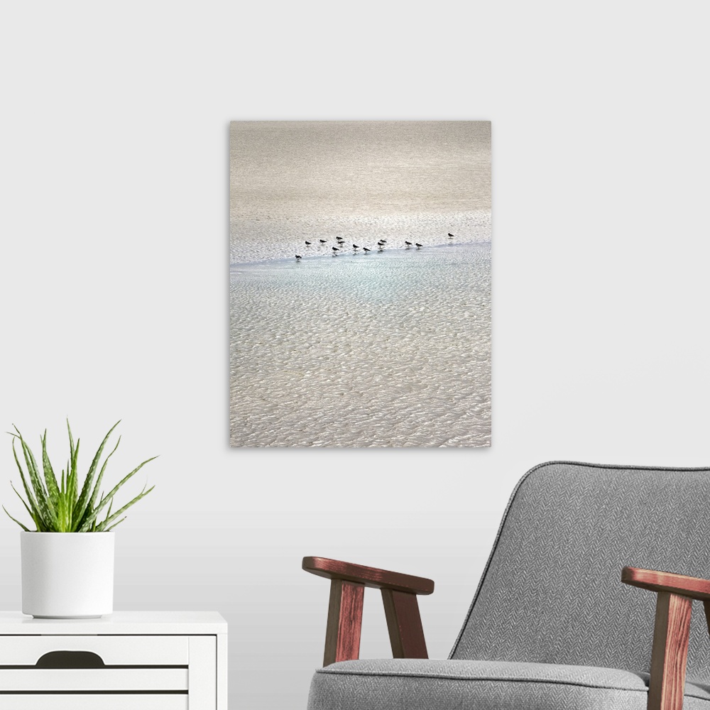 A modern room featuring Sandpipers on the beach.