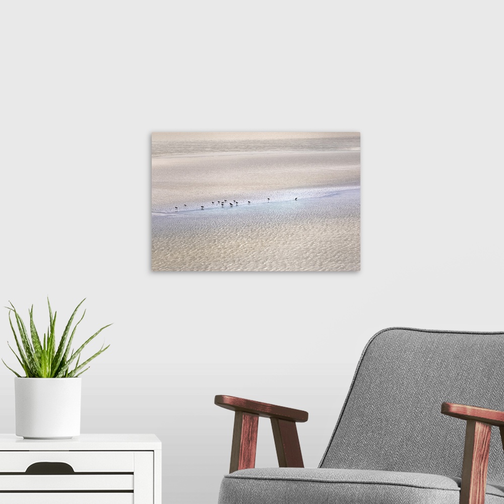 A modern room featuring Sandpipers on the beach in Scotland.