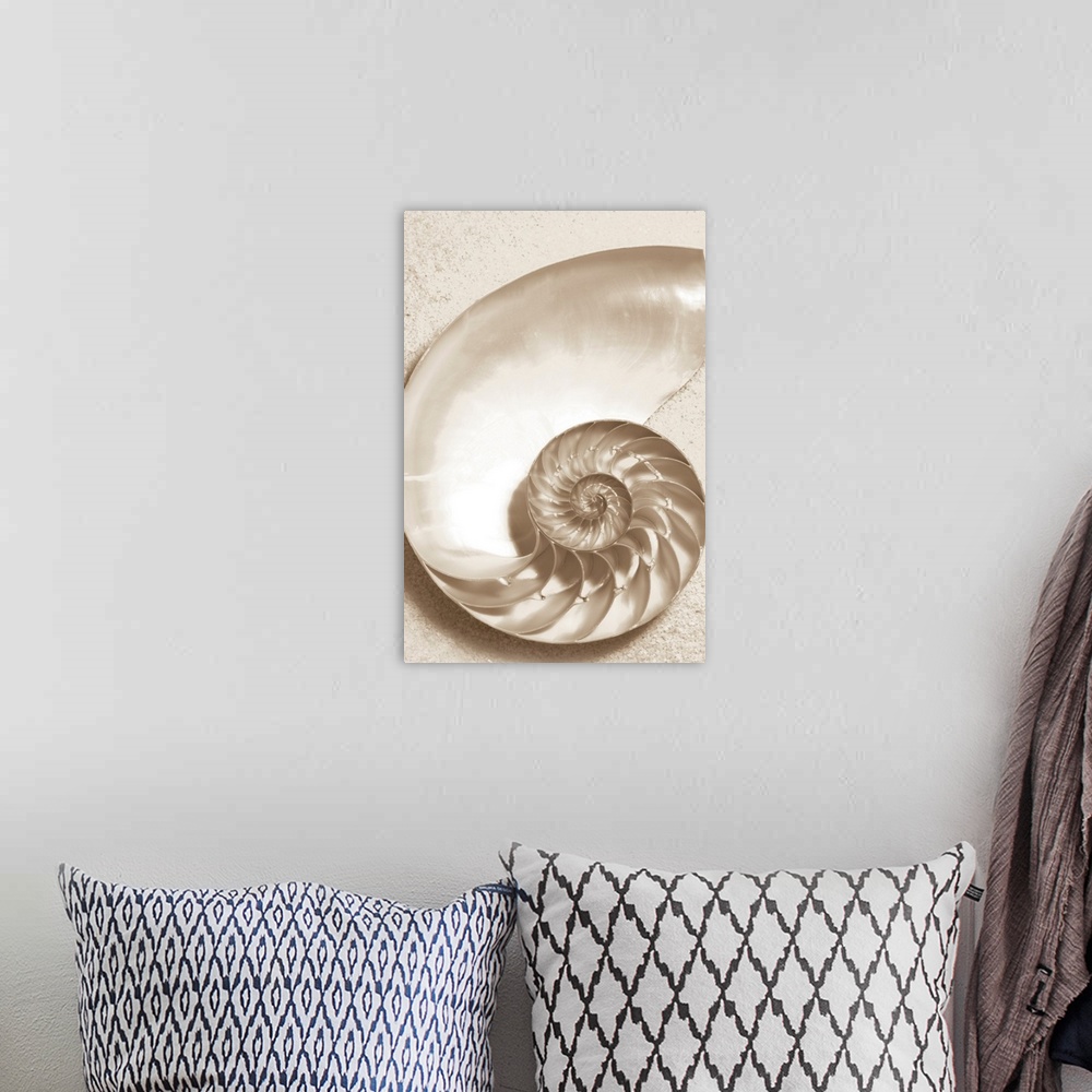 A bohemian room featuring Sepia toned image of the inside of a sea shell with it's twisting compartments and sand.