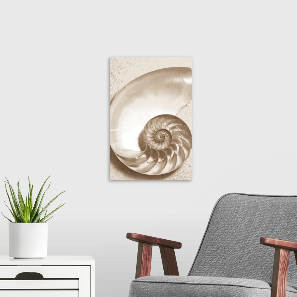 A modern room featuring Sepia toned image of the inside of a sea shell with it's twisting compartments and sand.