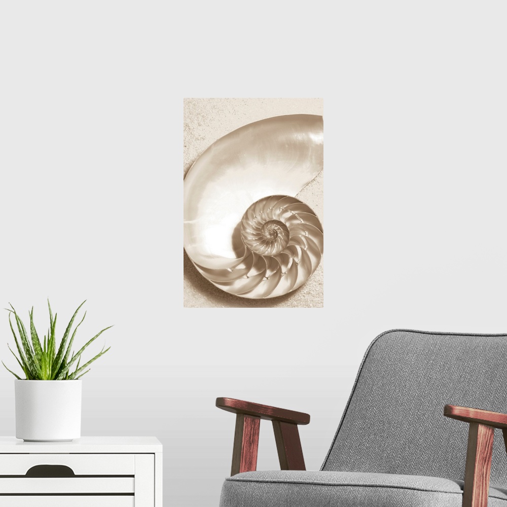 A modern room featuring Sepia toned image of the inside of a sea shell with it's twisting compartments and sand.