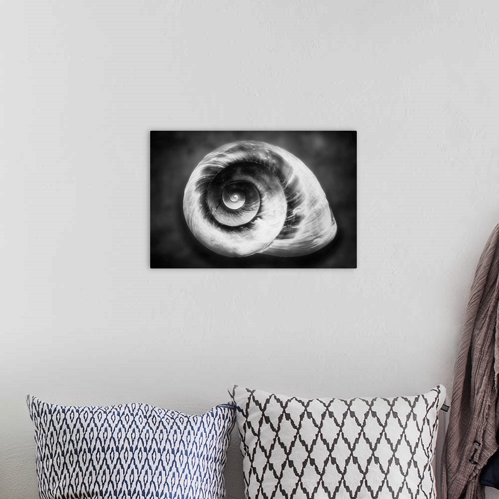 A bohemian room featuring Gastropod Helix in Black and White