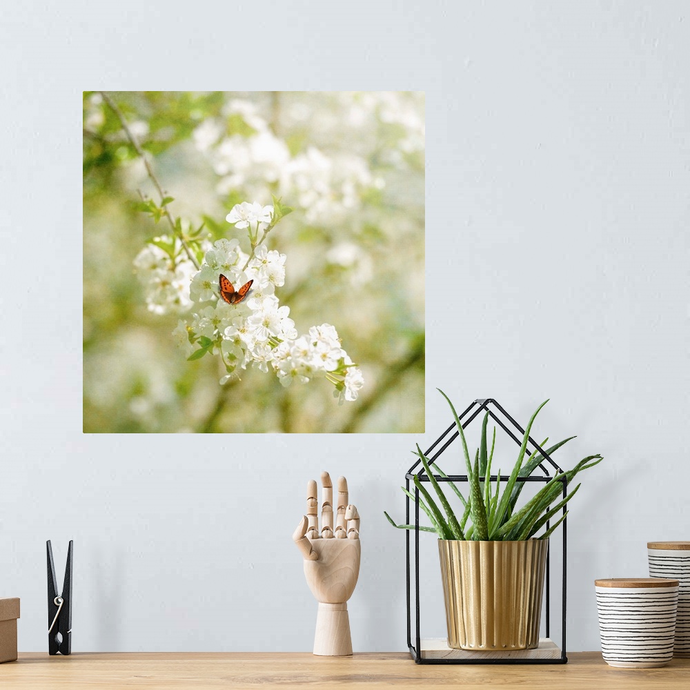 A bohemian room featuring A close-up butterfly in the spring on a cherry tree
