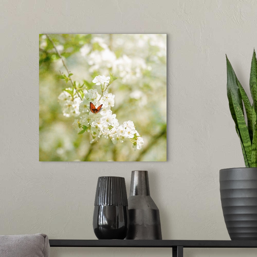 A modern room featuring A close-up butterfly in the spring on a cherry tree