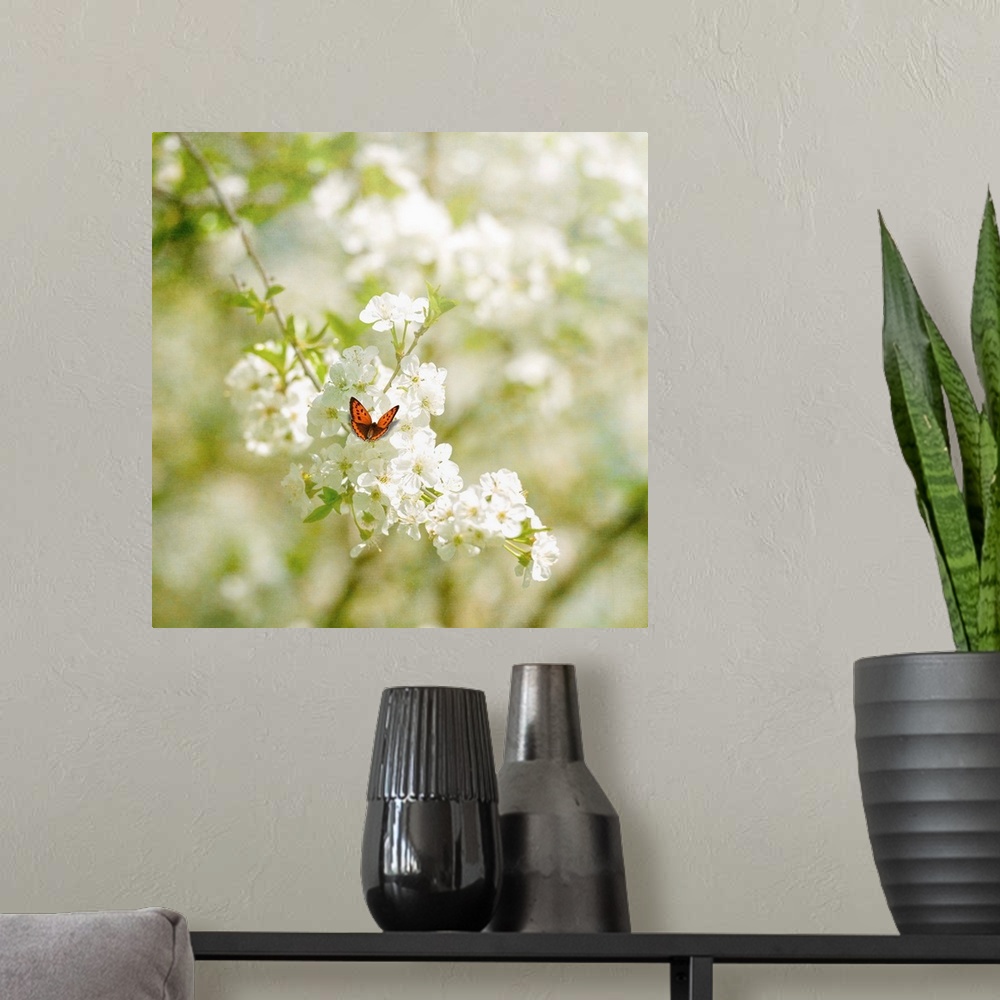 A modern room featuring A close-up butterfly in the spring on a cherry tree