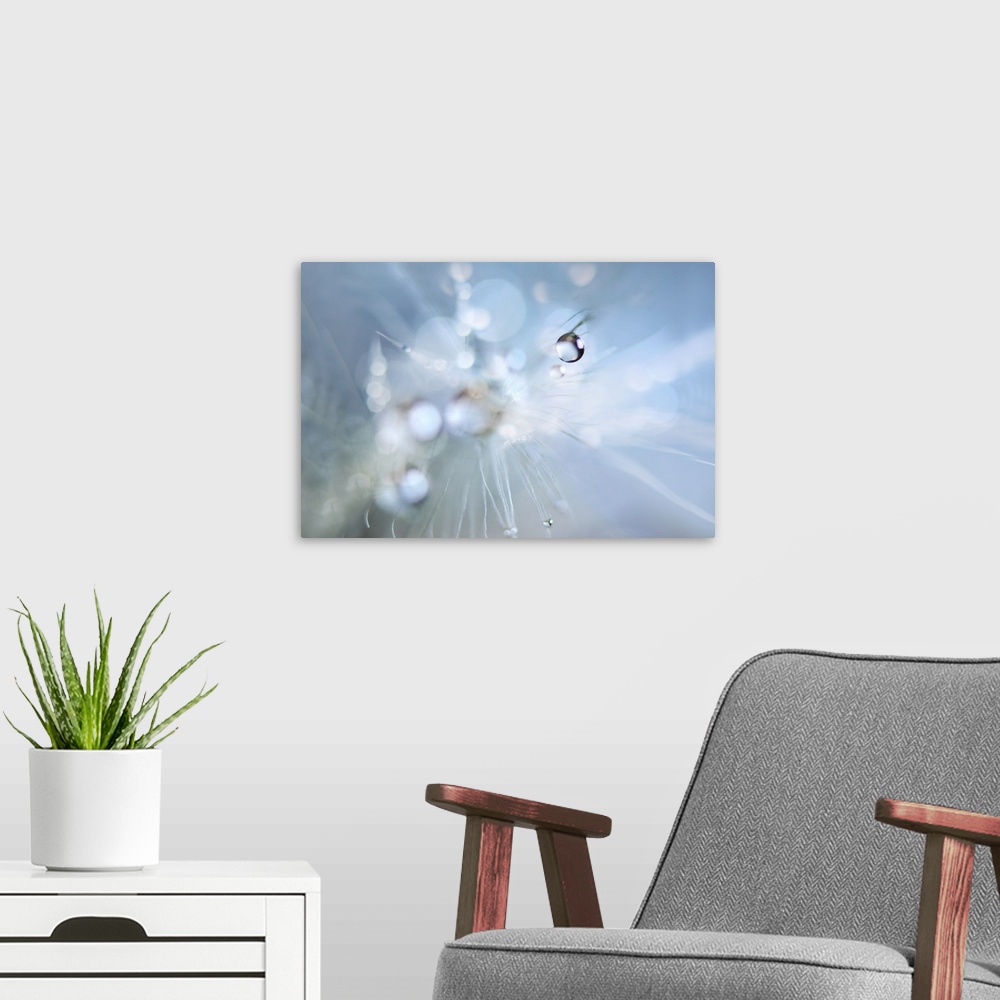 A modern room featuring Macro image of a dew drop on white dandelion seeds.