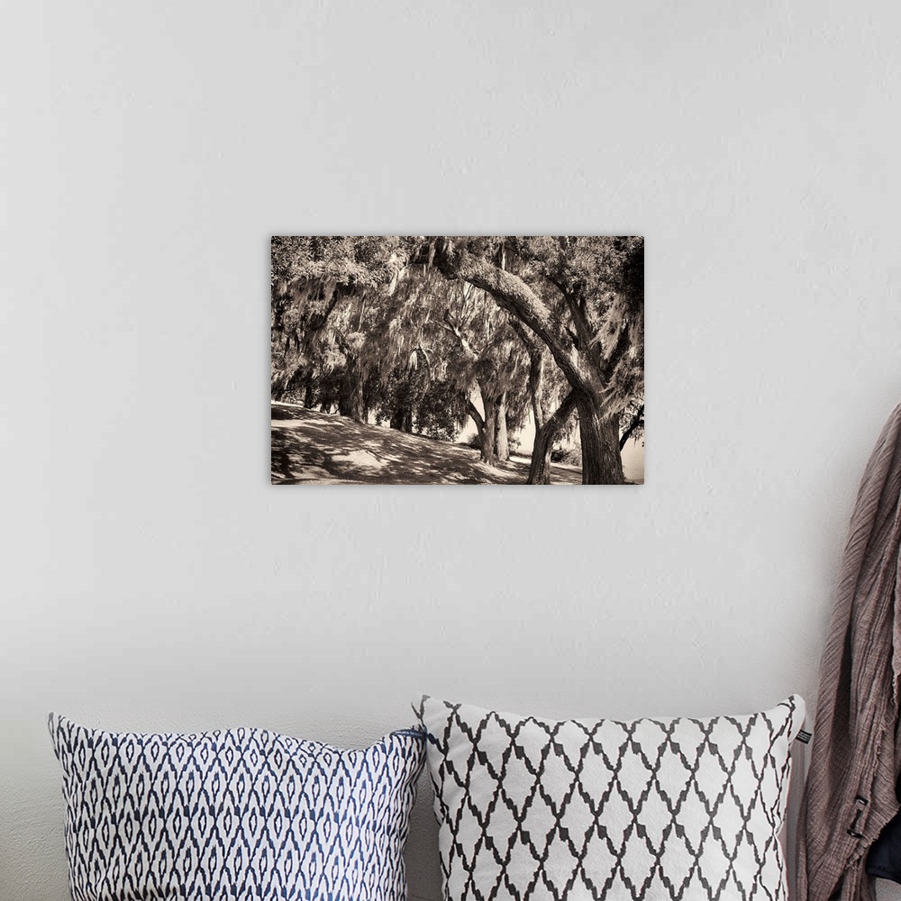 A bohemian room featuring Sepia-toned fine art photo of a row of large trees with Spanish moss.