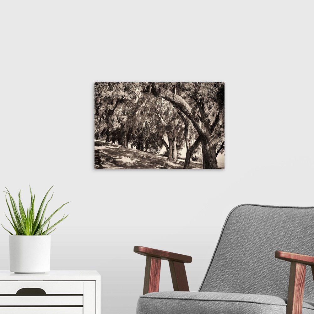 A modern room featuring Sepia-toned fine art photo of a row of large trees with Spanish moss.