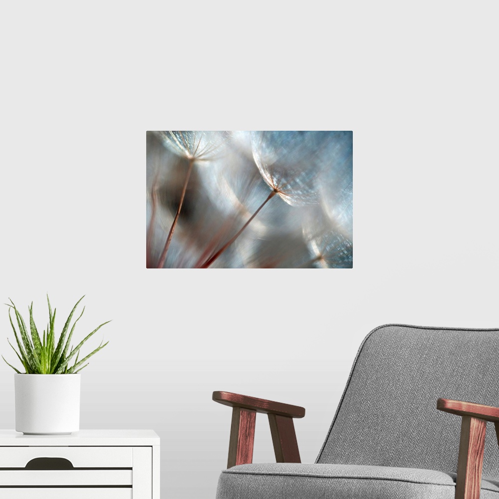 A modern room featuring Wall art of dandelions up close on canvas.