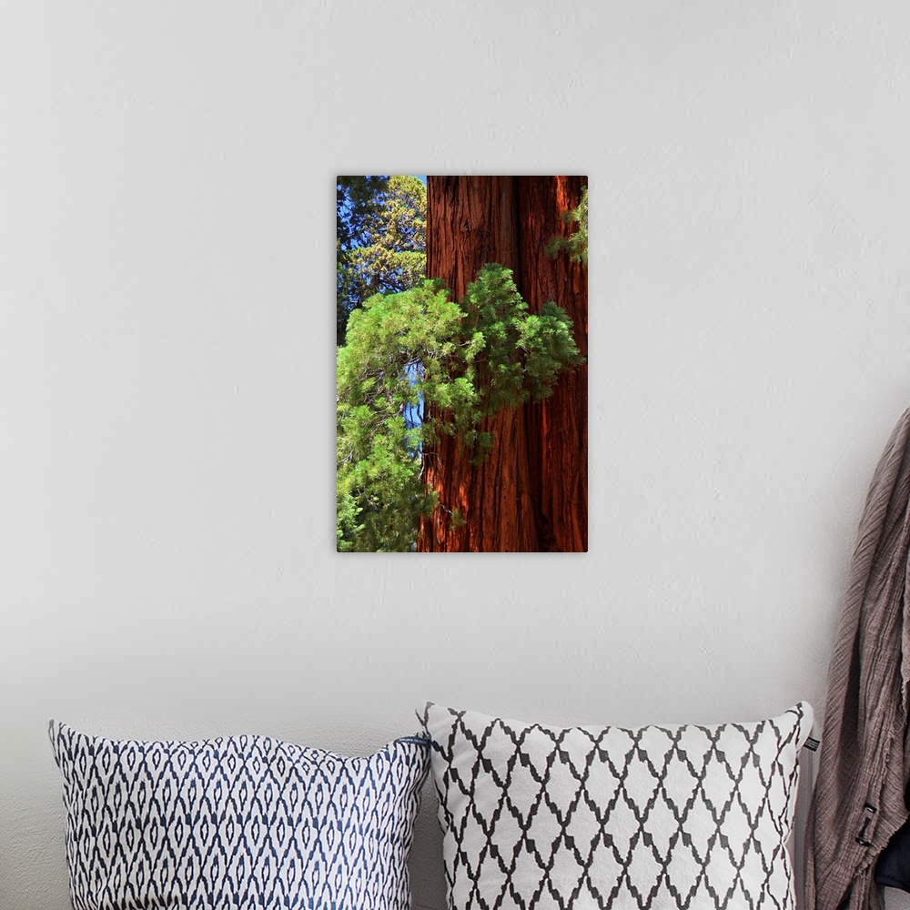 A bohemian room featuring Sequoia trunk close up