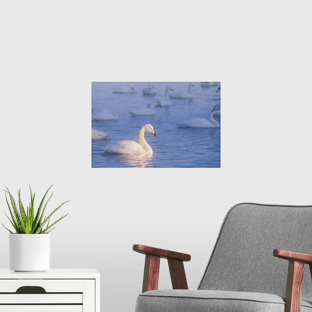 A modern room featuring Whooper swans are found in the Eastern Hemisphere. Swans pair for life and can live for up to 35 ...