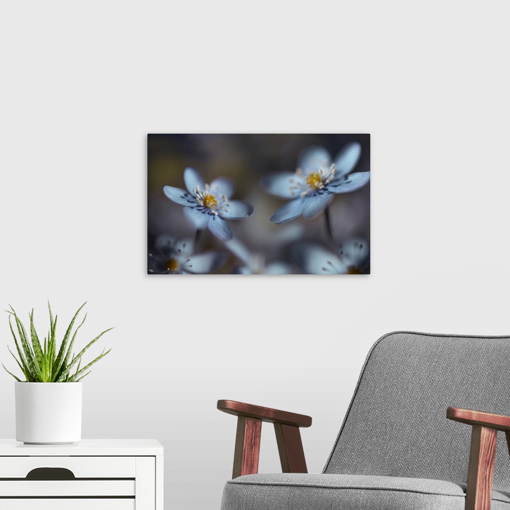 A modern room featuring Soft focus macro image of white flowers focusing in on the yellow centers, giving the image a dre...