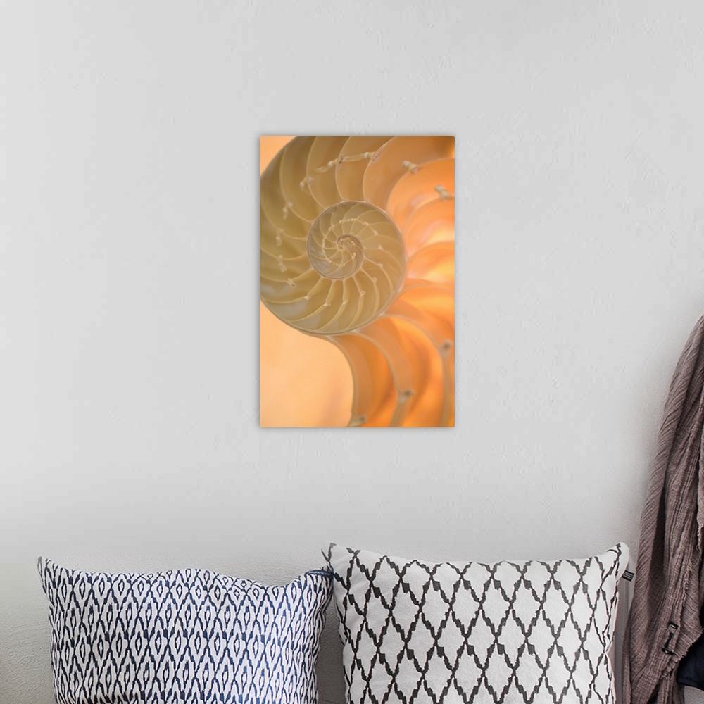 A bohemian room featuring A contemporary close-up of a nautilus shell rendered in glowing neutral tones.