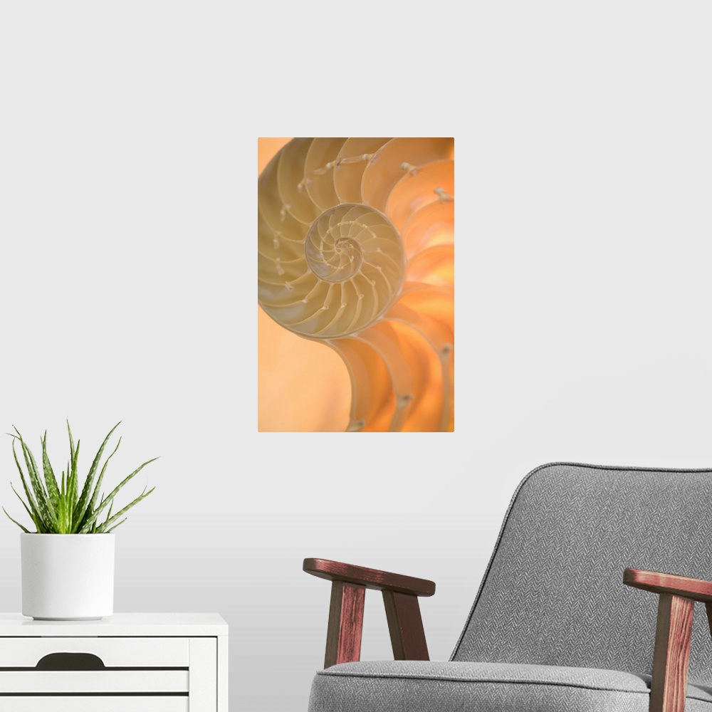 A modern room featuring A contemporary close-up of a nautilus shell rendered in glowing neutral tones.