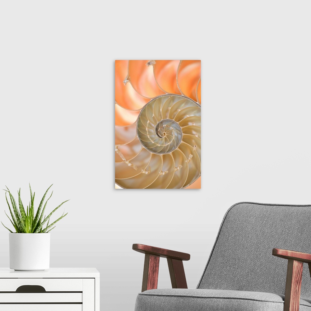 A modern room featuring A contemporary close-up of a nautilus shell rendered in glowing neutral tones.