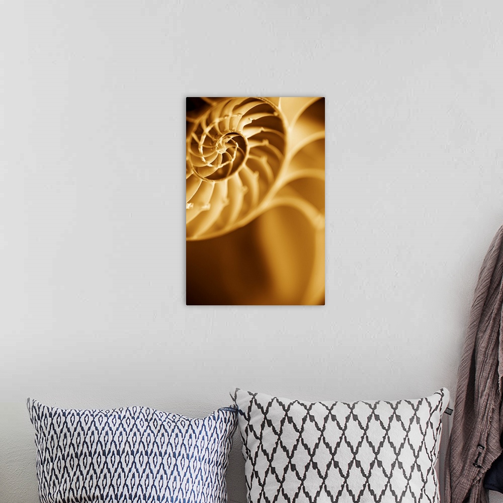 A bohemian room featuring A contemporary close-up of a nautilus shell rendered in sepia tones.