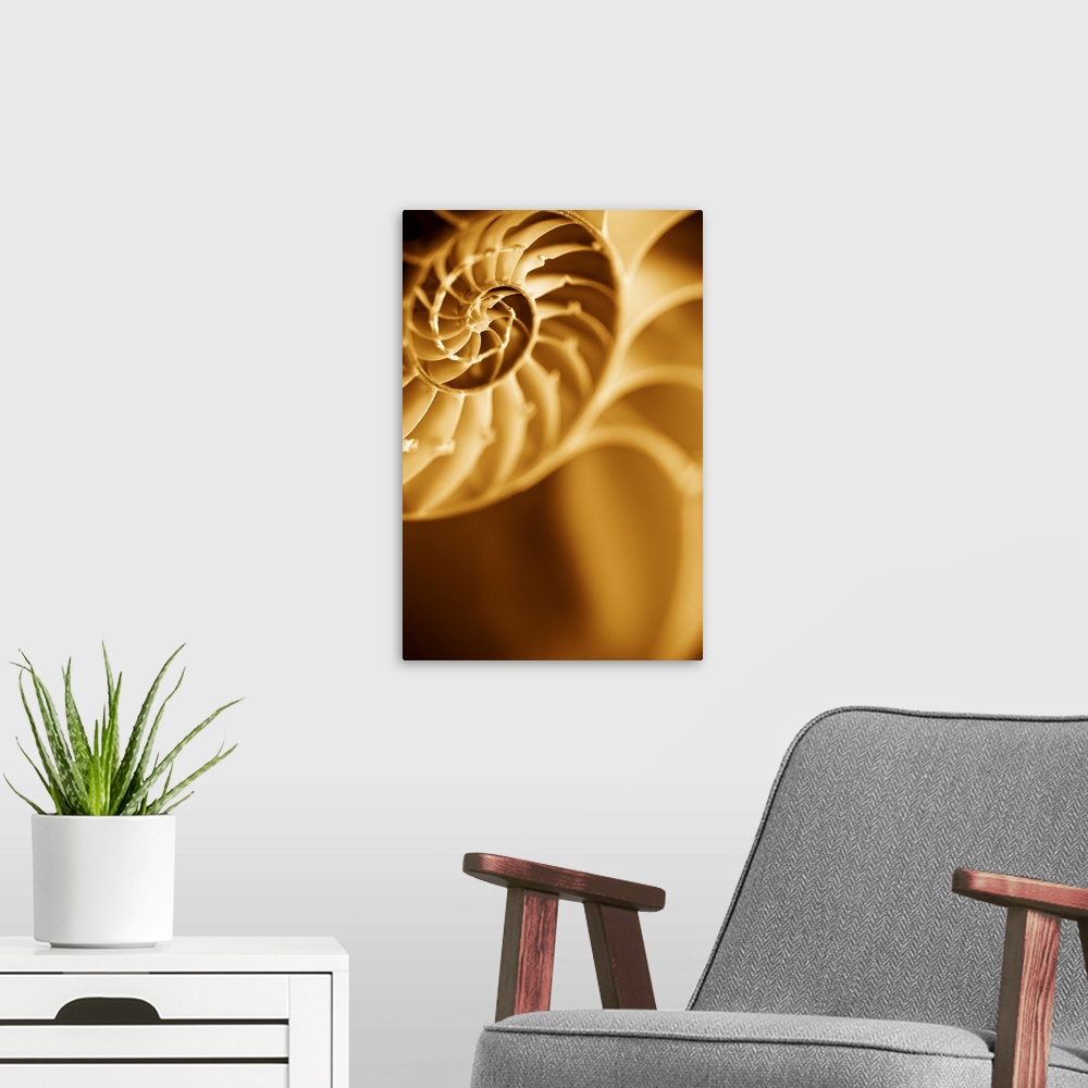 A modern room featuring A contemporary close-up of a nautilus shell rendered in sepia tones.