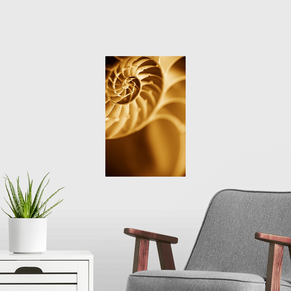 A modern room featuring A contemporary close-up of a nautilus shell rendered in sepia tones.