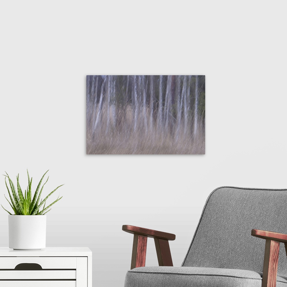 A modern room featuring Young birch trees on a cold winter morning near the shore of the Baltic sea.