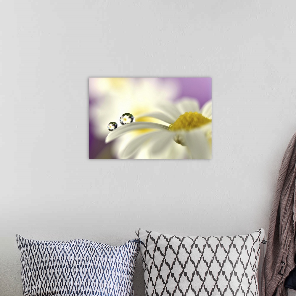 A bohemian room featuring A photograph of a white flower with a water droplet hanging from the end of one of its petals.