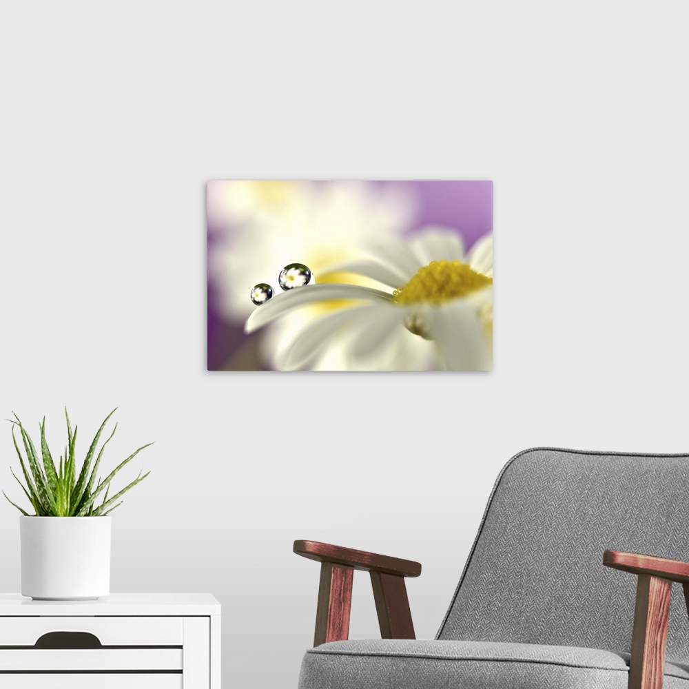 A modern room featuring A photograph of a white flower with a water droplet hanging from the end of one of its petals.