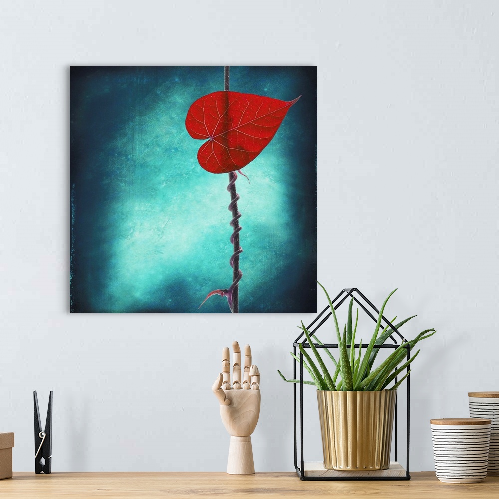 A bohemian room featuring Square, large fine art photograph of a single leaf with its vine wrapped tightly around a thin br...