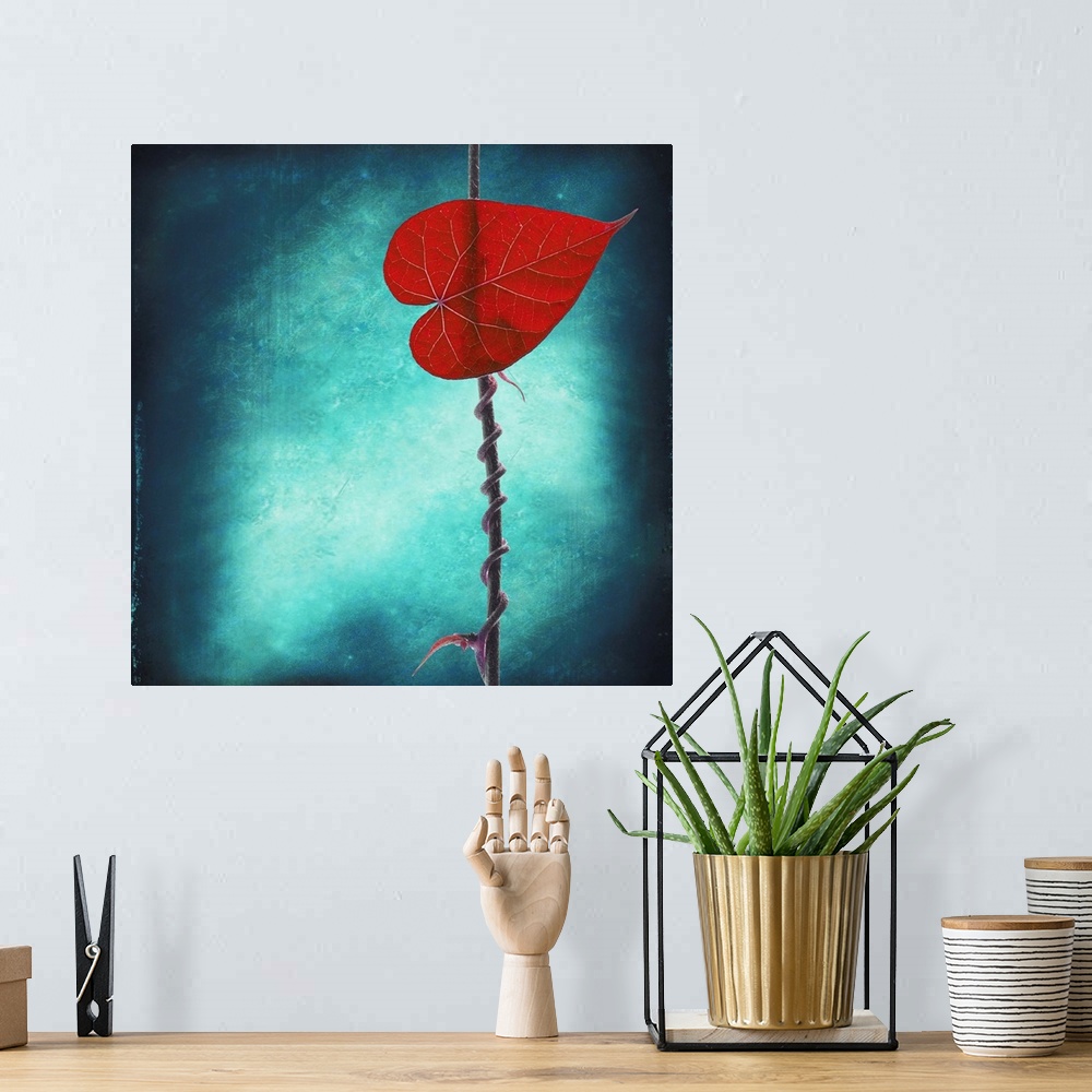 A bohemian room featuring Square, large fine art photograph of a single leaf with its vine wrapped tightly around a thin br...