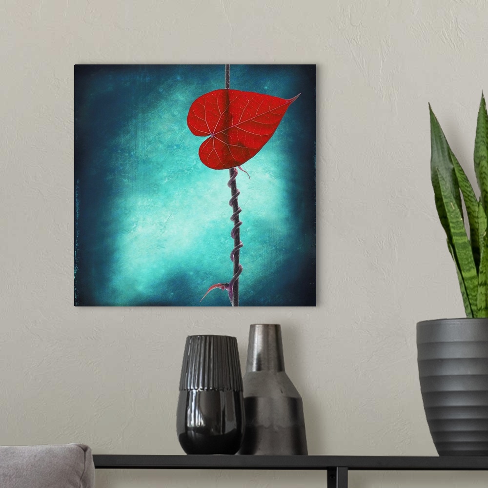 A modern room featuring Square, large fine art photograph of a single leaf with its vine wrapped tightly around a thin br...