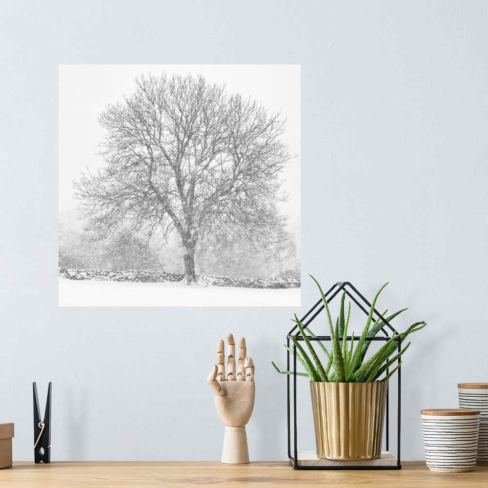 A bohemian room featuring A lone bare winter tree in heavy falling snow and an English dry stone wall.