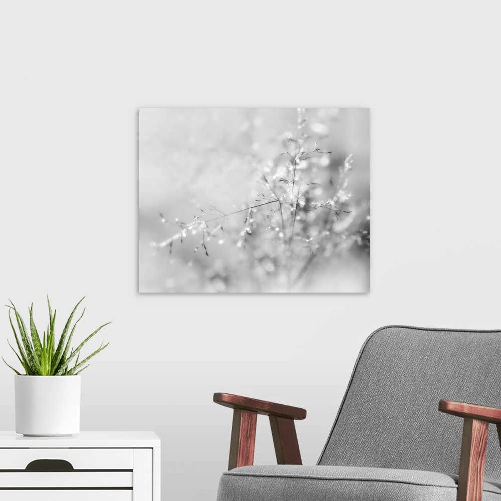 A modern room featuring A black and white macro photograph of thin floral stalks.