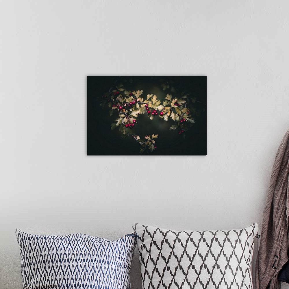 A bohemian room featuring Wild berries on a dark background