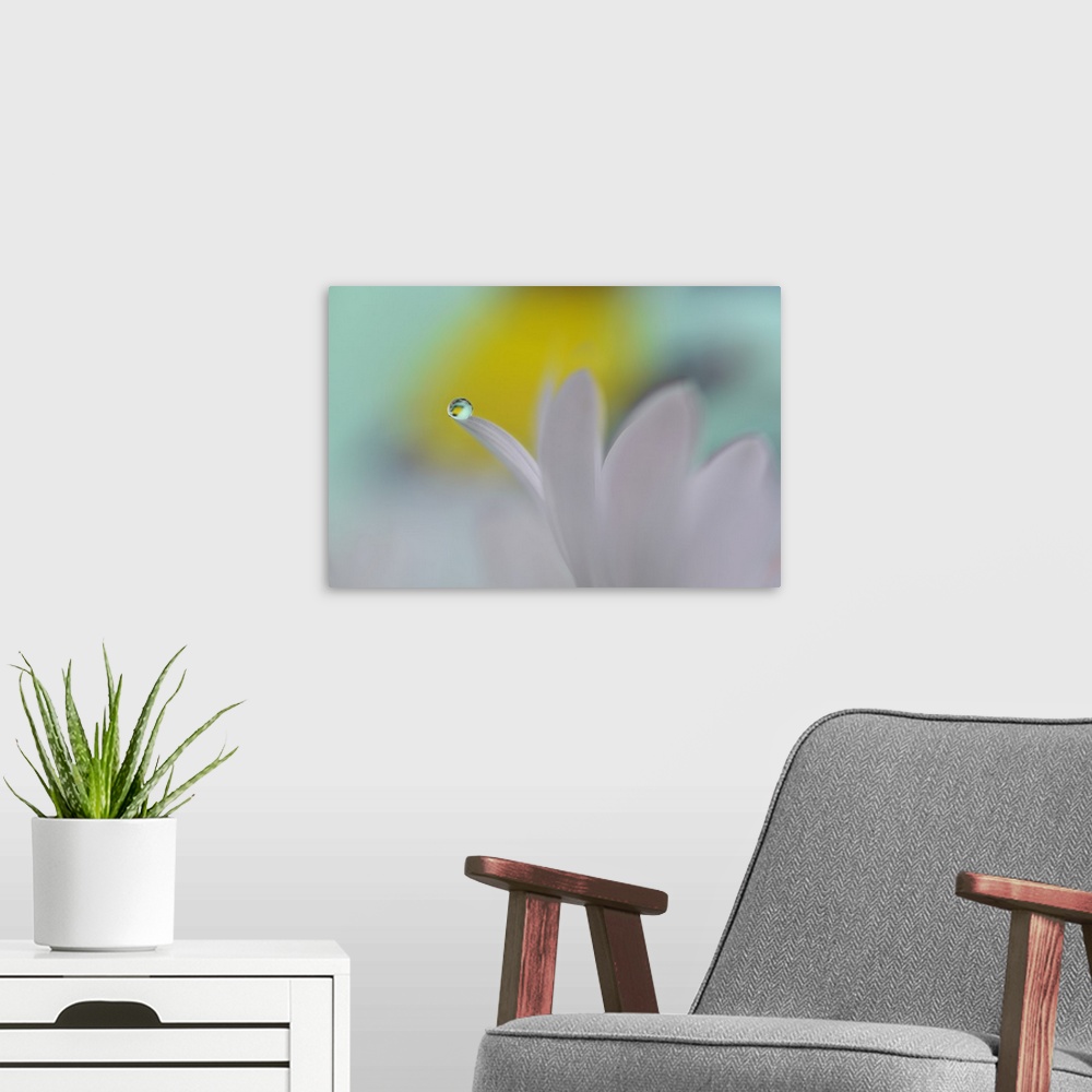 A modern room featuring Small round droplet of water balancing delicately on a white petal.