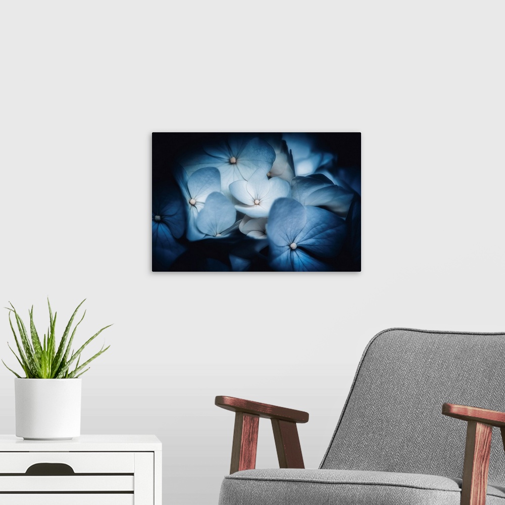 A modern room featuring Soft light on blue Hydrangeas
